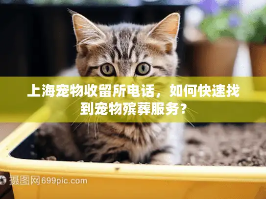 上海宠物收留所电话，如何快速找到宠物殡葬服务？
