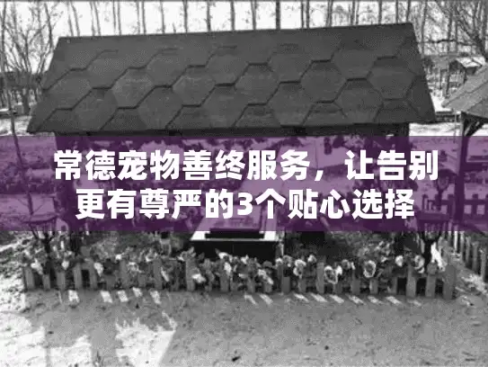 常德宠物善终服务，让告别更有尊严的3个贴心选择