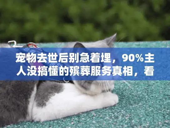 宠物去世后别急着埋，90%主人没搞懂的殡葬服务真相，看完再决定