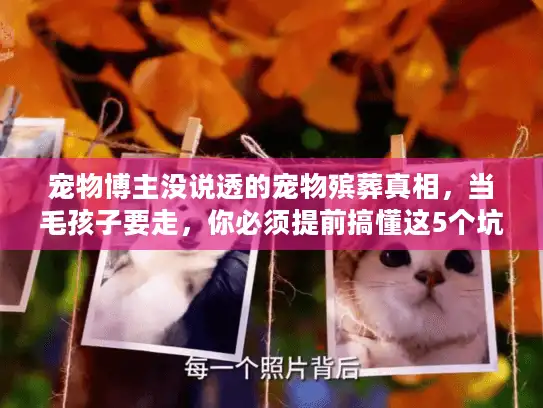 宠物博主没说透的宠物殡葬真相，当毛孩子要走，你必须提前搞懂这5个坑