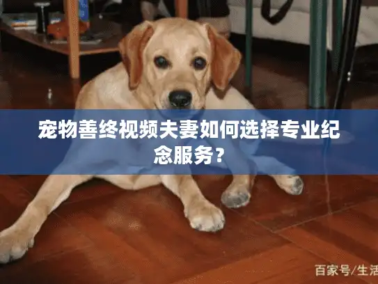 宠物善终视频夫妻如何选择专业纪念服务？