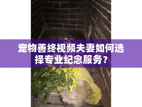 宠物善终视频夫妻如何选择专业纪念服务？