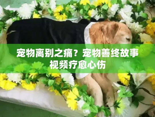 宠物离别之痛？宠物善终故事视频疗愈心伤