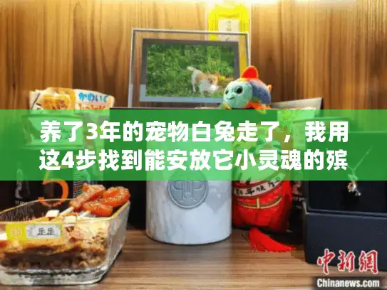 养了3年的宠物白兔走了，我用这4步找到能安放它小灵魂的殡葬服务