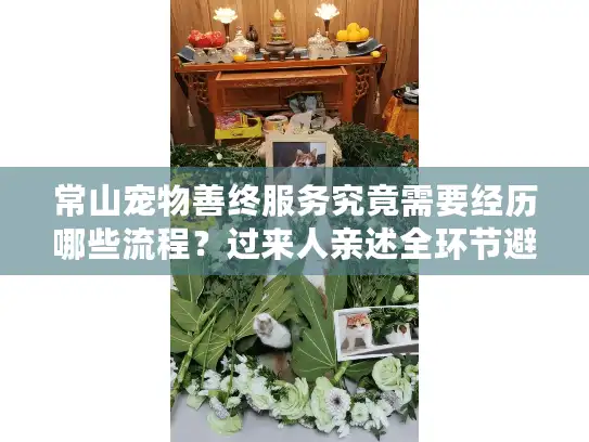 常山宠物善终服务究竟需要经历哪些流程？过来人亲述全环节避坑指南
