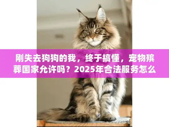 刚失去狗狗的我，终于搞懂，宠物殡葬国家允许吗？2025年合法服务怎么找