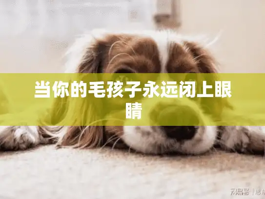 当你的毛孩子永远闭上眼睛