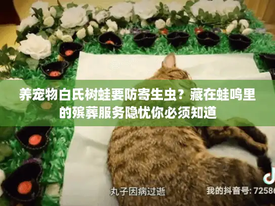 养宠物白氏树蛙要防寄生虫？藏在蛙鸣里的殡葬服务隐忧你必须知道