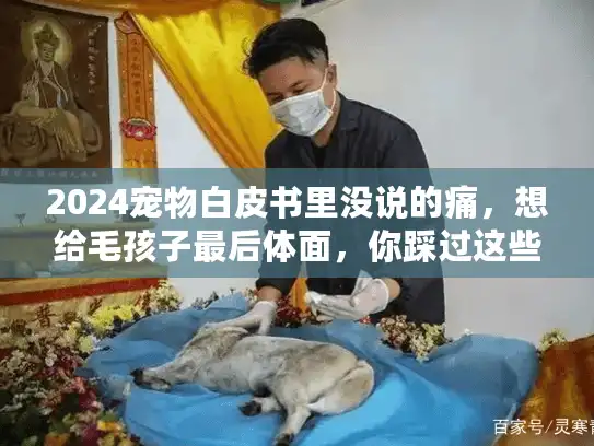 2024宠物白皮书里没说的痛，想给毛孩子最后体面，你踩过这些坑吗？