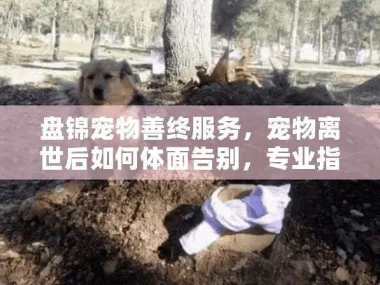 盘锦宠物善终服务，宠物离世后如何体面告别，专业指南助你疗愈伤痛？