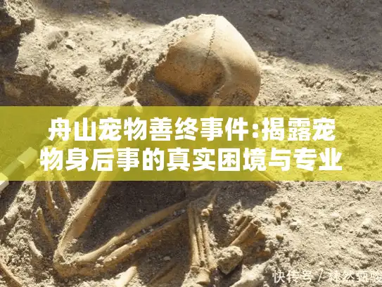 舟山宠物善终事件:揭露宠物身后事的真实困境与专业服务选择指南