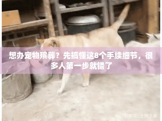 想办宠物殡葬？先搞懂这8个手续细节，很多人第一步就错了