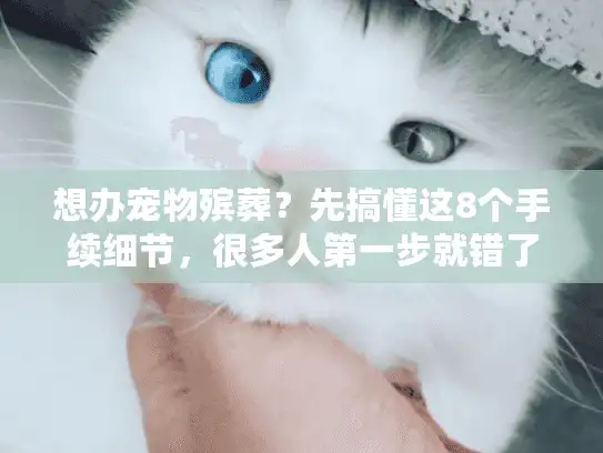 想办宠物殡葬？先搞懂这8个手续细节，很多人第一步就错了