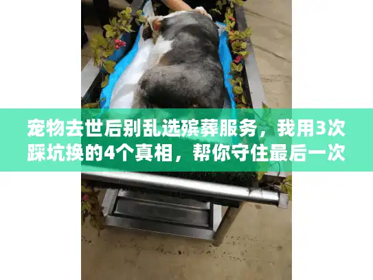 宠物去世后别乱选殡葬服务，我用3次踩坑换的4个真相，帮你守住最后一次告别