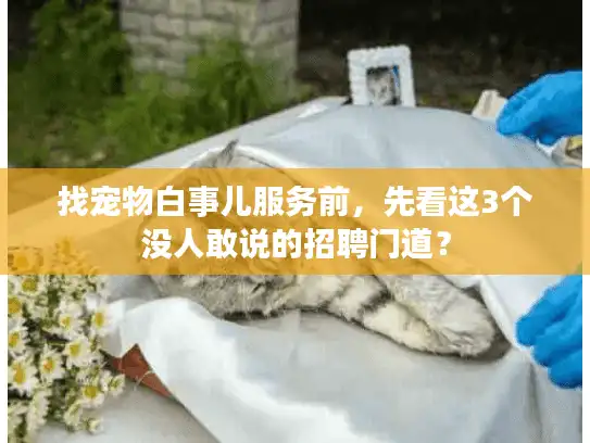 找宠物白事儿服务前，先看这3个没人敢说的招聘门道？
