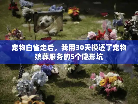 宠物白雀走后，我用30天摸透了宠物殡葬服务的5个隐形坑
