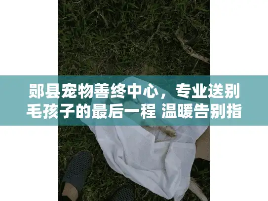 郧县宠物善终中心，专业送别毛孩子的最后一程 温暖告别指南