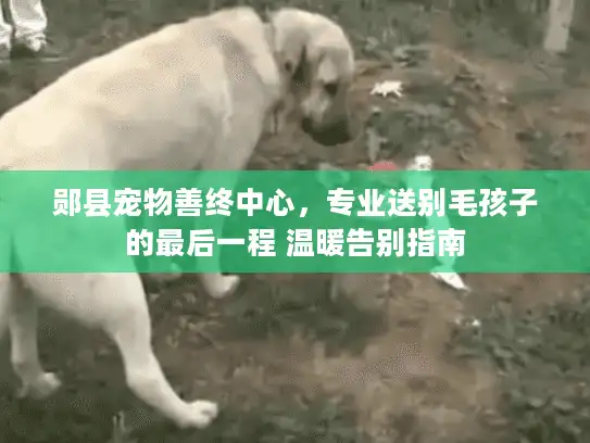 郧县宠物善终中心，专业送别毛孩子的最后一程 温暖告别指南