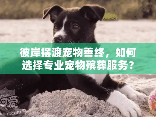 彼岸摆渡宠物善终，如何选择专业宠物殡葬服务？