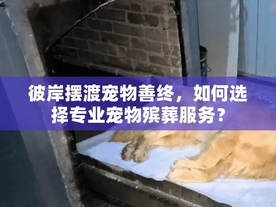 彼岸摆渡宠物善终，如何选择专业宠物殡葬服务？