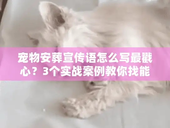 宠物安葬宣传语怎么写最戳心？3个实战案例教你找能传递温度的告别话术
