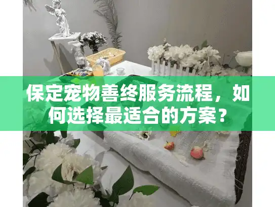 保定宠物善终服务流程，如何选择最适合的方案？