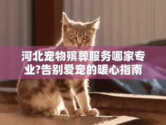 河北宠物殡葬服务哪家专业?告别爱宠的暖心指南