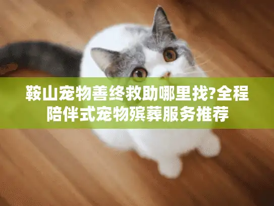 鞍山宠物善终救助哪里找?全程陪伴式宠物殡葬服务推荐