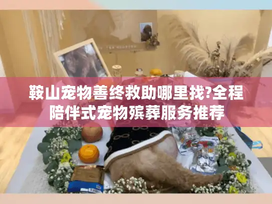 鞍山宠物善终救助哪里找?全程陪伴式宠物殡葬服务推荐