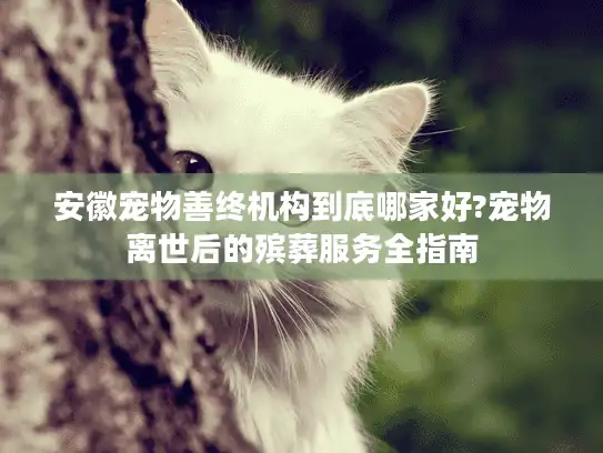 安徽宠物善终机构到底哪家好?宠物离世后的殡葬服务全指南