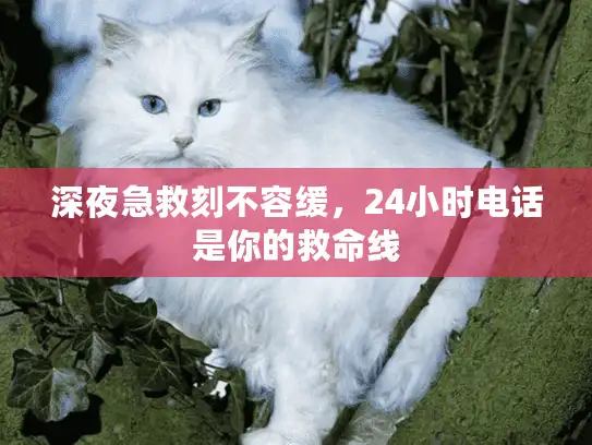深夜急救刻不容缓，24小时电话是你的救命线