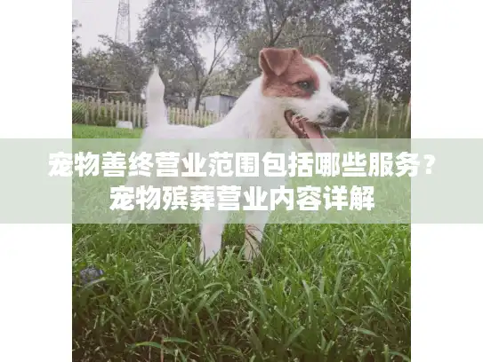 宠物善终营业范围包括哪些服务？宠物殡葬营业内容详解