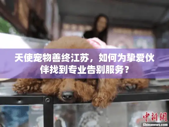 天使宠物善终江苏，如何为挚爱伙伴找到专业告别服务？