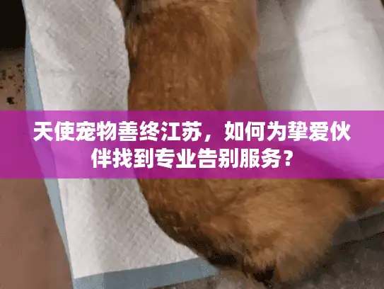 天使宠物善终江苏，如何为挚爱伙伴找到专业告别服务？