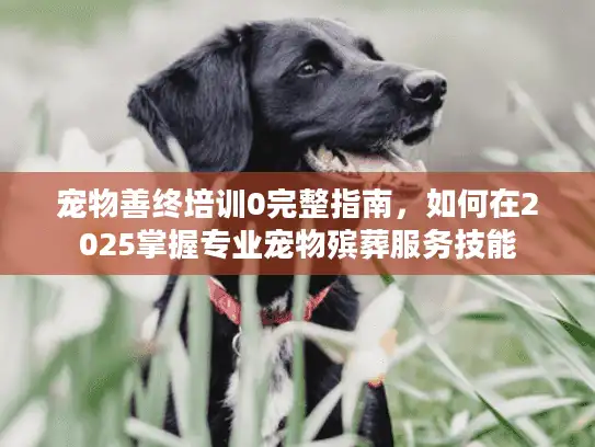 宠物善终培训0完整指南，如何在2025掌握专业宠物殡葬服务技能