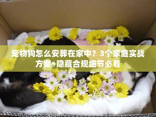 宠物狗怎么安葬在家中？3个家庭实战方案+隐藏合规细节必看