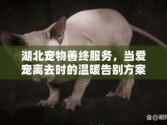 湖北宠物善终服务，当爱宠离去时的温暖告别方案