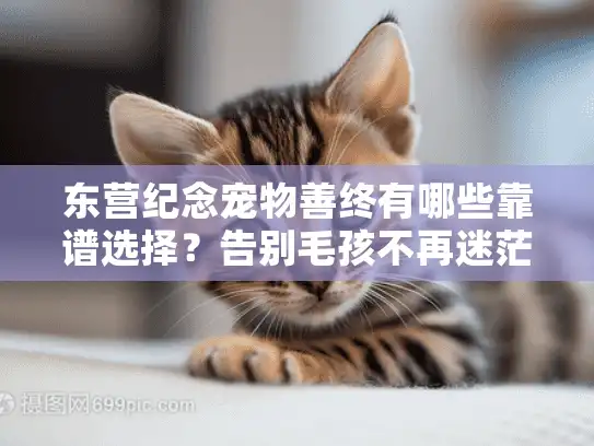 东营纪念宠物善终有哪些靠谱选择？告别毛孩不再迷茫