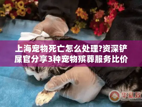 上海宠物死亡怎么处理?资深铲屎官分享3种宠物殡葬服务比价攻略