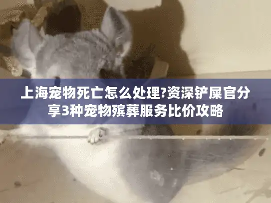 上海宠物死亡怎么处理?资深铲屎官分享3种宠物殡葬服务比价攻略