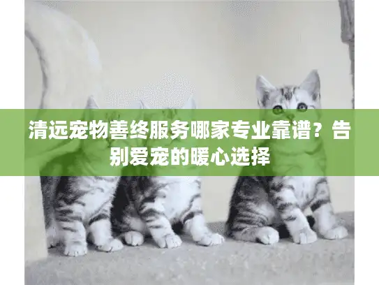 清远宠物善终服务哪家专业靠谱？告别爱宠的暖心选择