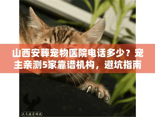山西安葬宠物医院电话多少？宠主亲测5家靠谱机构，避坑指南全在这里