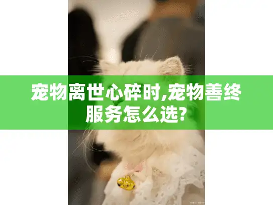 宠物离世心碎时,宠物善终服务怎么选?