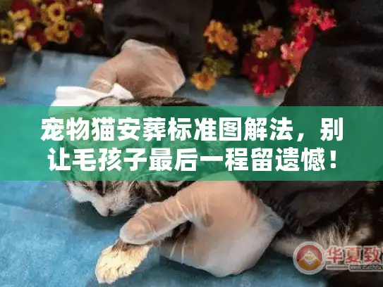宠物猫安葬标准图解法，别让毛孩子最后一程留遗憾！这4个关键步骤你必须知道