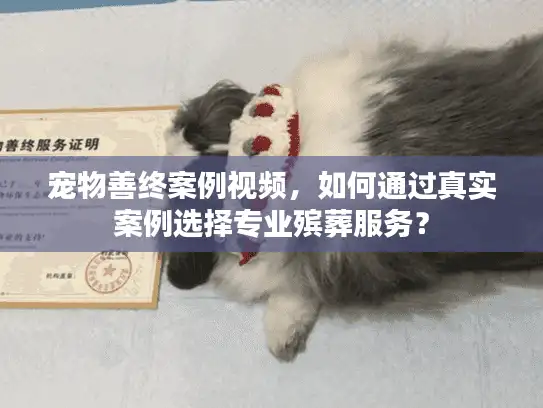 宠物善终案例视频，如何通过真实案例选择专业殡葬服务？