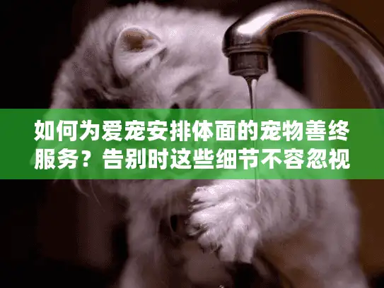 如何为爱宠安排体面的宠物善终服务？告别时这些细节不容忽视