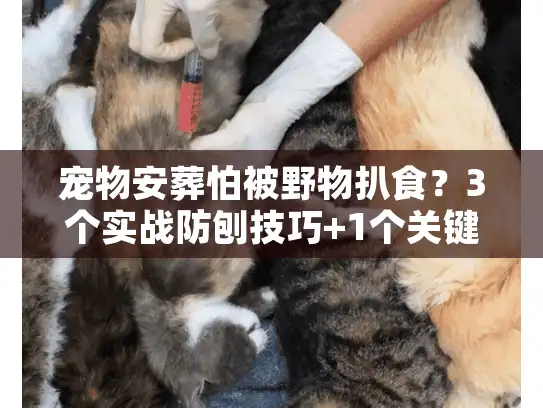 宠物安葬怕被野物扒食？3个实战防刨技巧+1个关键选择，让毛孩子安息