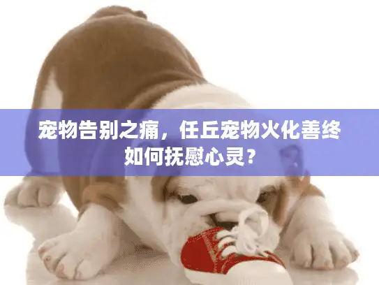 宠物告别之痛，任丘宠物火化善终如何抚慰心灵？