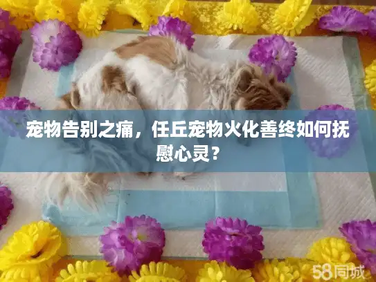 宠物告别之痛，任丘宠物火化善终如何抚慰心灵？