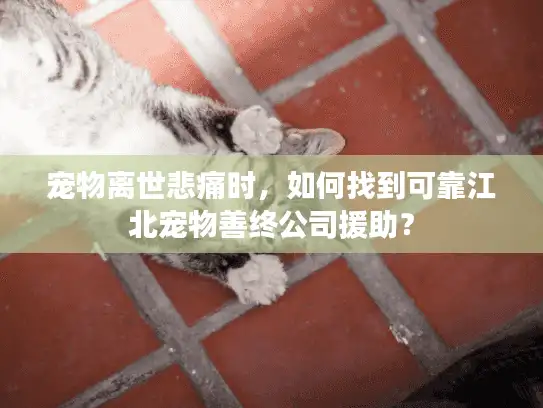 宠物离世悲痛时，如何找到可靠江北宠物善终公司援助？